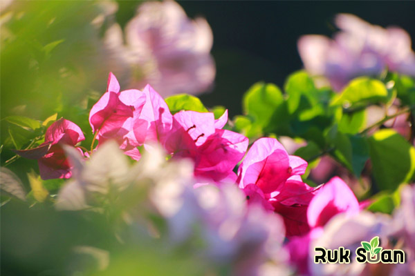 เฟื่องฟ้า ปลูกอย่างไรให้สวย - รัก ดอกไม้ Ruk-Suan.Com