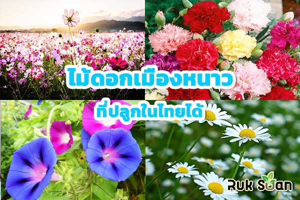 ไม้ดอกเมืองหนาว ที่ปลูกในไทยได้