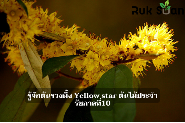รู้จักต้นรวงผึ้ง Yellow star ต้นไม้ประจำรัชกาลที่10